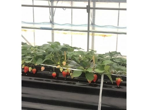 【鳥取県・湯梨浜町】日本のハワイで、闇夜のいちご摘み 五感で味わう、五感を刺激するいちご狩り「とっとりストロベリーナイト」 【鳥取県・湯梨浜町】日本のハワイで、闇夜のいちご摘み 五感で味わう、五感を刺激するいちご狩り「とっとりストロベリーナイト」