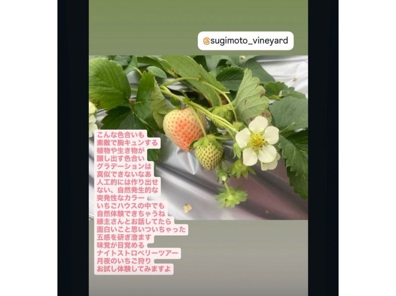 【鳥取県・湯梨浜町】日本のハワイで、闇夜のいちご摘み　五感で味わう、五感を刺激するいちご狩り「とっとりストロベリーナイト」の紹介画像