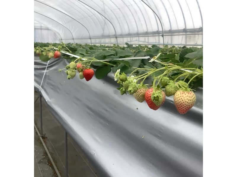 【鳥取県・湯梨浜町】日本のハワイで、闇夜のいちご摘み　五感で味わう、五感を刺激するいちご狩り「とっとりストロベリーナイト」の紹介画像