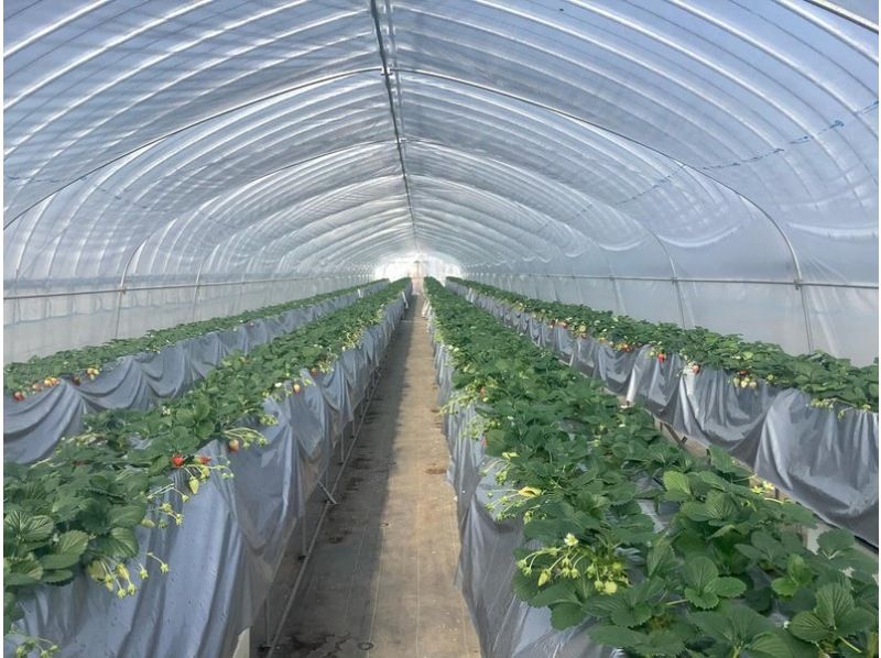 【鳥取県・湯梨浜町】日本のハワイで、闇夜のいちご摘み　五感で味わう、五感を刺激するいちご狩り「とっとりストロベリーナイト」の紹介画像