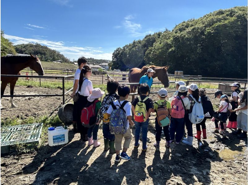 【宮城・奥松島】パドックツアー　のびのびと暮らす馬たちを間近で見る・触るの紹介画像