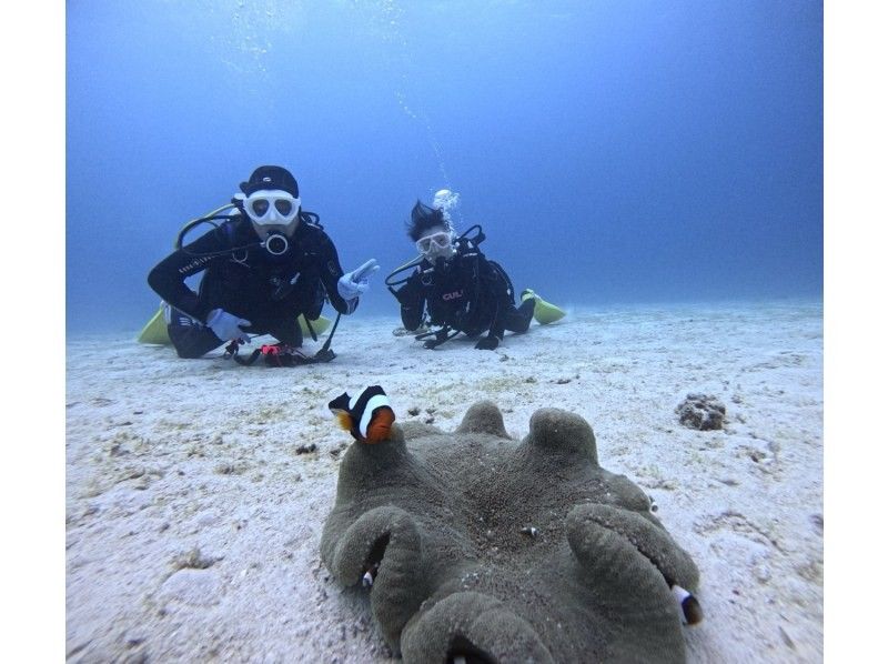 【沖縄北部・瀬底島・水納島】手ぶらで集合！ライセンスが無くても気軽に本格ダイビングツアー！沖縄の海を楽しむ半日コース☆の紹介画像