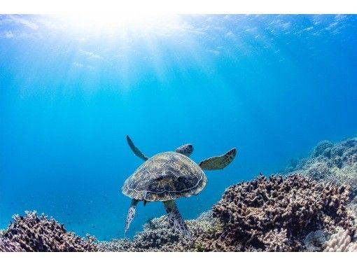 【沖縄北部・瀬底島・水納島】FUNダイビング2ボートプラン!初心者・ブランクダイバーにおすすめ!思い出に残る水中写真無料プレゼント☆ 【沖縄北部・瀬底島・水納島】FUNダイビング2ボートプラン!初心者・ブランクダイバーにおすすめ!思い出に残る水中写真無料プレゼント☆