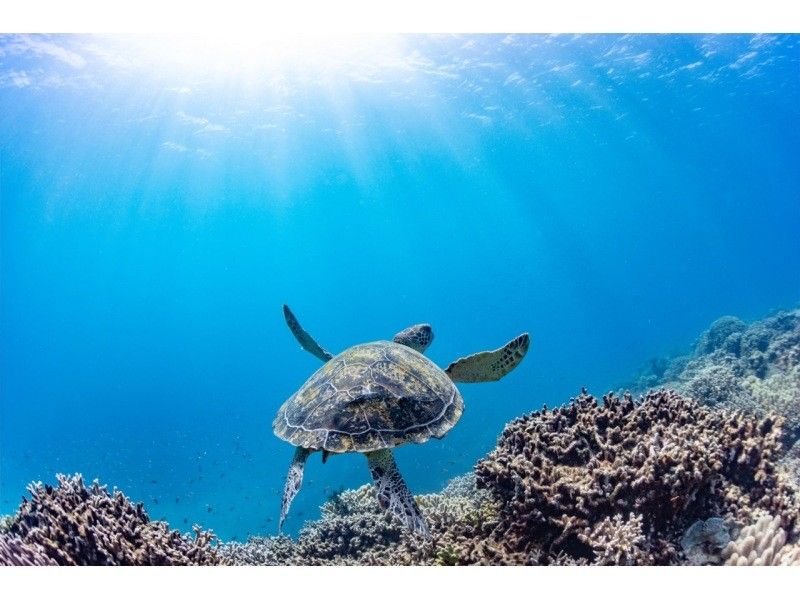 【沖縄北部・瀬底島・水納島】FUNダイビング2ボートプラン！初心者・ブランクダイバーにおすすめ！思い出に残る水中写真無料プレゼント☆の紹介画像