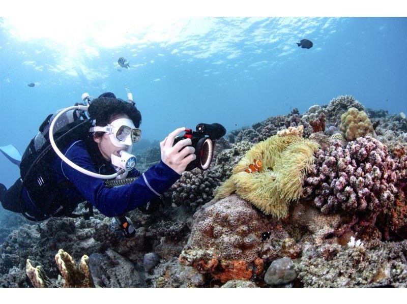 【沖縄北部・瀬底島・水納島】FUNダイビング2ボートプラン！初心者・ブランクダイバーにおすすめ！思い出に残る水中写真無料プレゼント☆の紹介画像