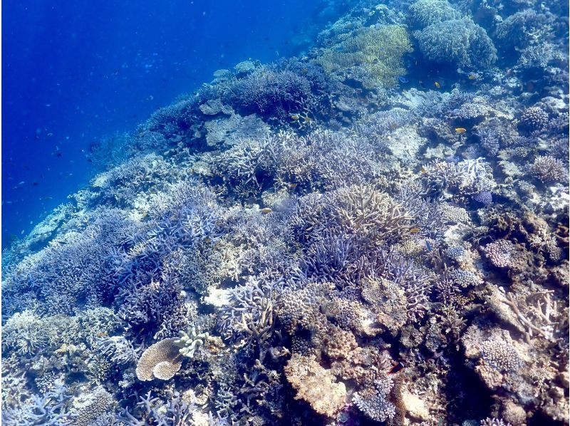 【沖縄・宮古島】八重干瀬ボートシュノーケリング☆OPEN記念により子供料金半額☆ドローン水中撮影無料プレゼント！の紹介画像