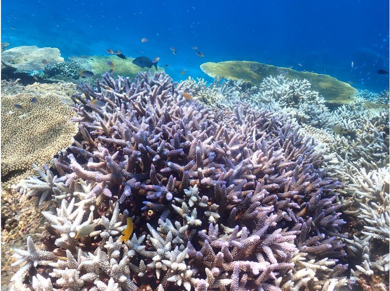【沖縄・宮古島】八重干瀬ボートシュノーケリング☆OPEN記念により子供料金半額☆ドローン水中撮影無料プレゼント！の紹介画像