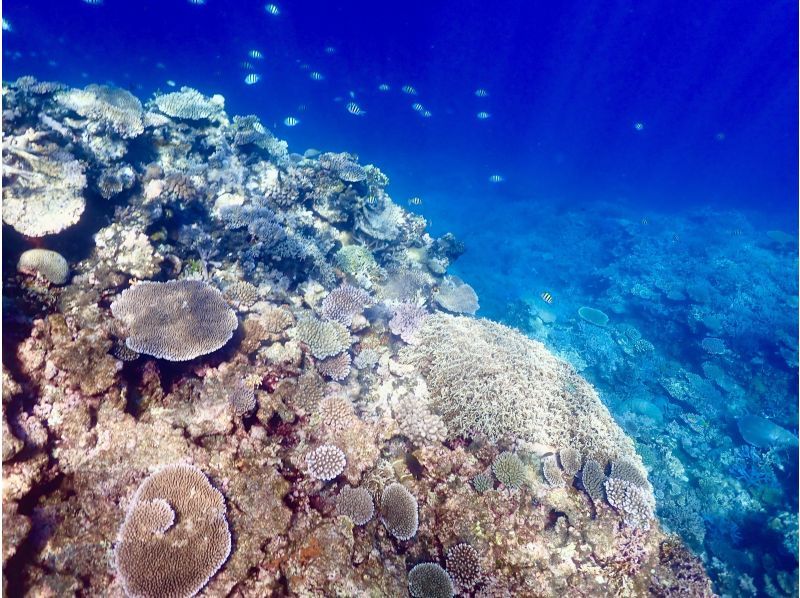 【沖縄・宮古島】八重干瀬ボートシュノーケリング☆OPEN記念により子供料金半額☆ドローン水中撮影無料プレゼント！の紹介画像