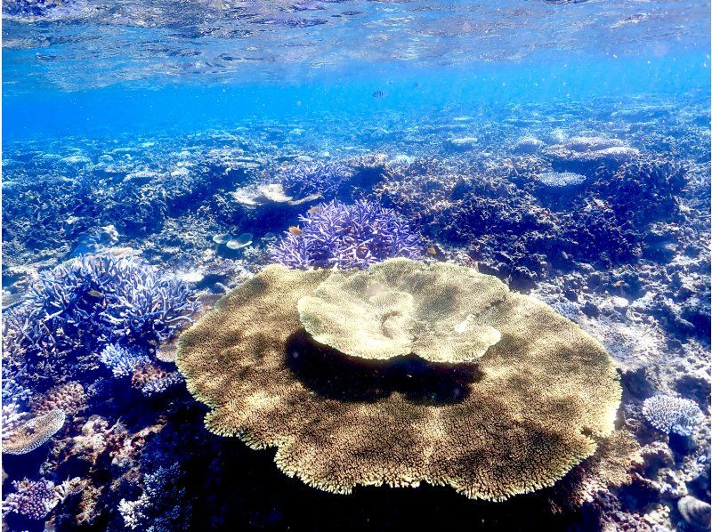 【沖縄・宮古島】八重干瀬ボートシュノーケリング☆OPEN記念により子供料金半額☆ドローン水中撮影無料プレゼント！の紹介画像