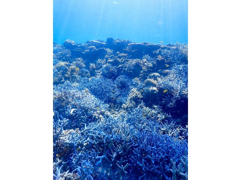 【沖縄・宮古島】八重干瀬ボートシュノーケリング☆OPEN記念により子供料金半額☆ドローン水中撮影無料プレゼント！の紹介画像