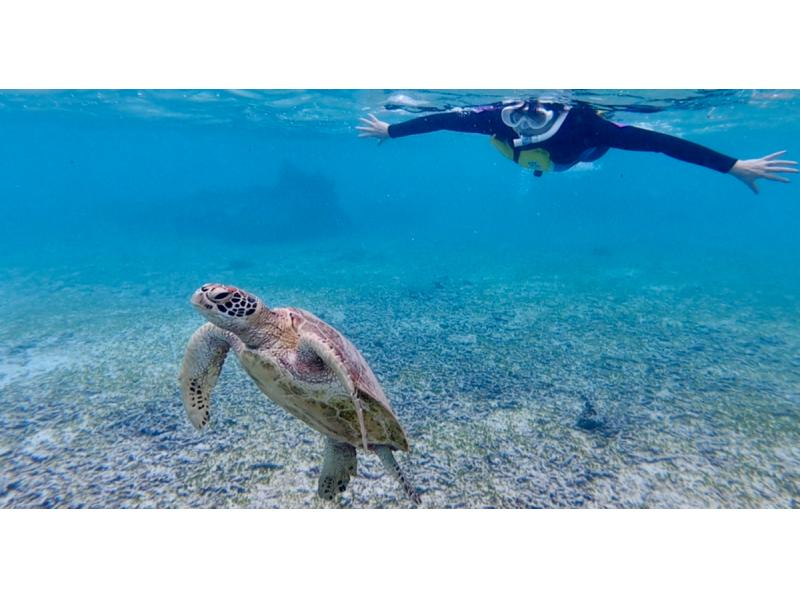 【沖縄・宮古島】☆海亀感謝キャンペーン実施中☆ウミガメと泳ごうプライベートシュノーケリングツアー〈1ツアー 1組限定〉の紹介画像