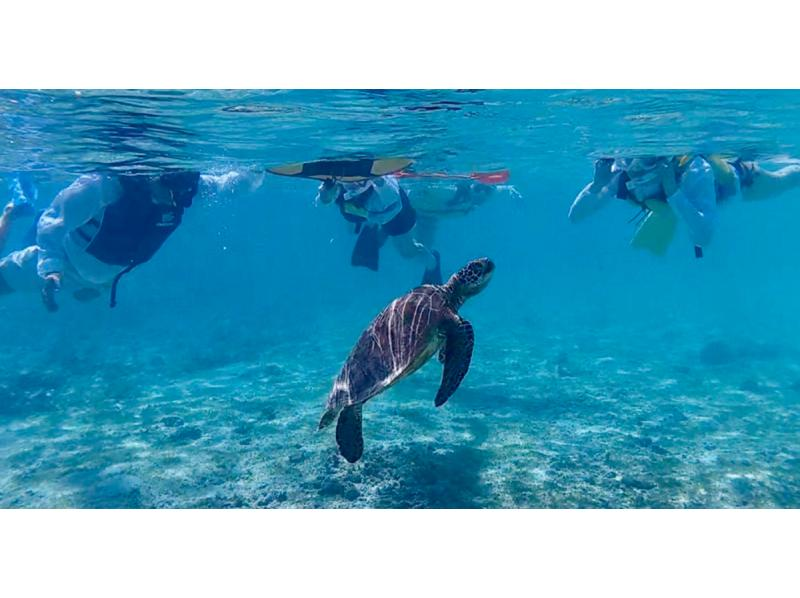 【沖縄・宮古島】☆海亀感謝キャンペーン実施中☆ウミガメと泳ごうプライベートシュノーケリングツアー〈1ツアー 1組限定〉の紹介画像