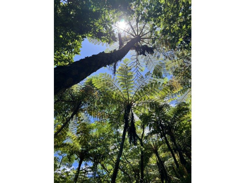 【沖縄・本島北部（やんばる）】癒しの滝でジャングルレッキング｜家族・カップルにおすすめ♪【ライフジャケット・マリンシューズ無料レンタル】の紹介画像