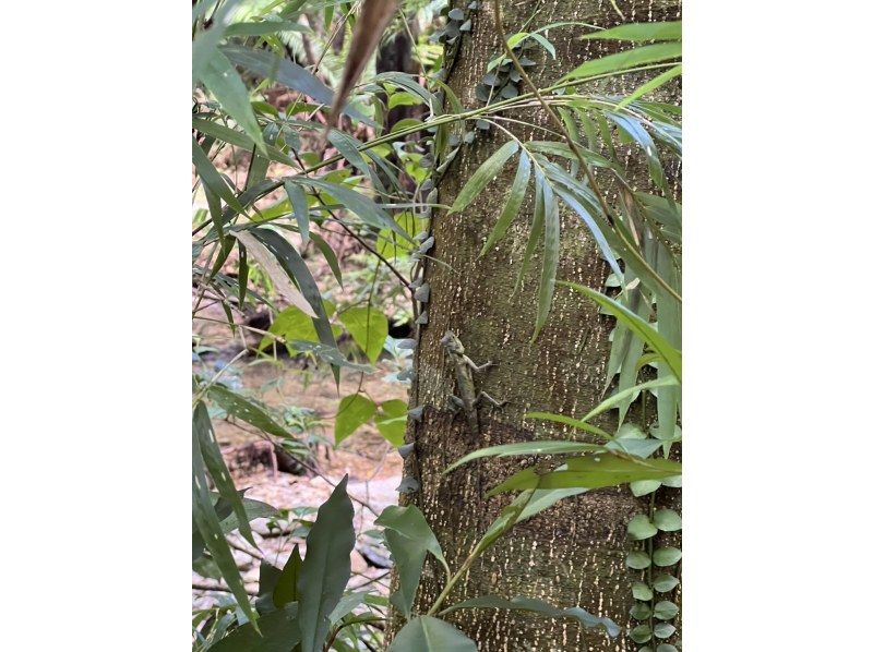 【沖縄・本島北部（やんばる）】癒しの滝でジャングルレッキング｜家族・カップルにおすすめ♪【ライフジャケット・マリンシューズ無料レンタル】の紹介画像