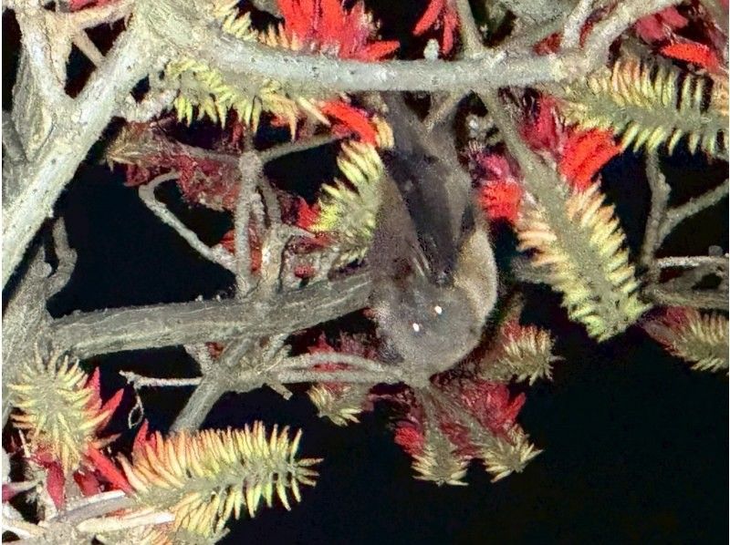 【西表島】ヤエヤマボタル鑑賞コースの紹介画像