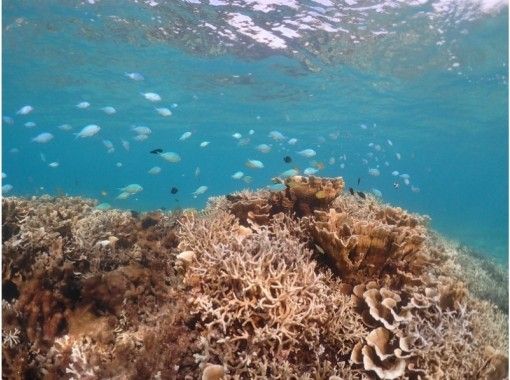 鹿児島・奄美大島】お子様からお年寄りまで大人気！シュノーケル体験