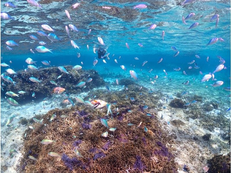 【宮古島/秘境】地元の漁師さん直伝の秘境ポイントへ！世界有数のサンゴ礁を巡るボートシュノーケル。3歳から参加OK＆高画質写真プレゼント！の紹介画像