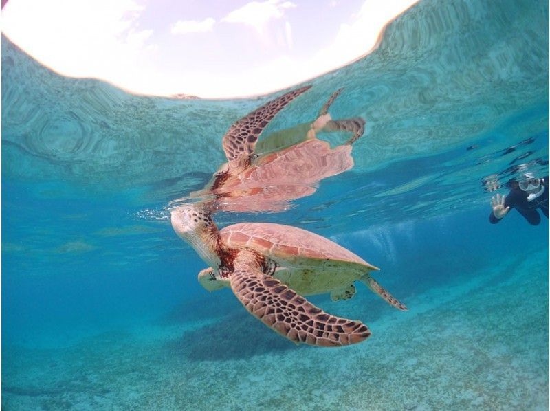 [Kagoshima ・ Amami Oshima】 Let's go to see the adored sea turtle! Snorkel experience (sea turtle search course)の紹介画像