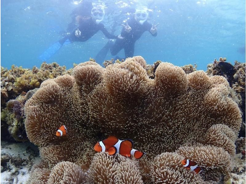 【沖縄・石垣島】少人数制初心者でも安心！幻の島上陸＆お魚珊瑚シュノーケルツアー（0歳～85歳）当日予約OK・送迎あり・ツアーデータプレゼントの紹介画像