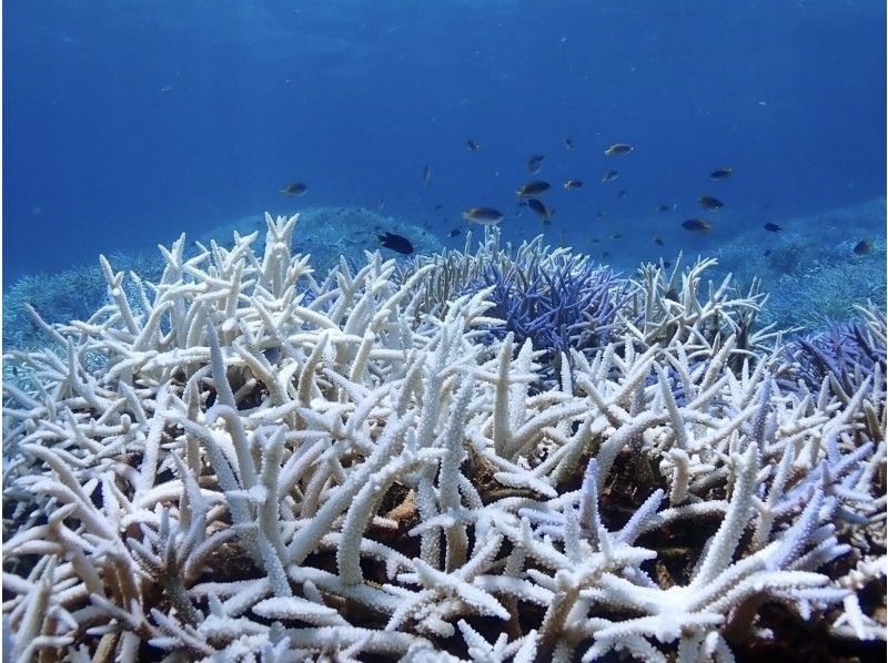 【沖縄・石垣島】少人数制初心者でも安心！幻の島上陸＆お魚珊瑚シュノーケルツアー（0歳～85歳）当日予約OK・送迎あり・ツアーデータプレゼントの紹介画像