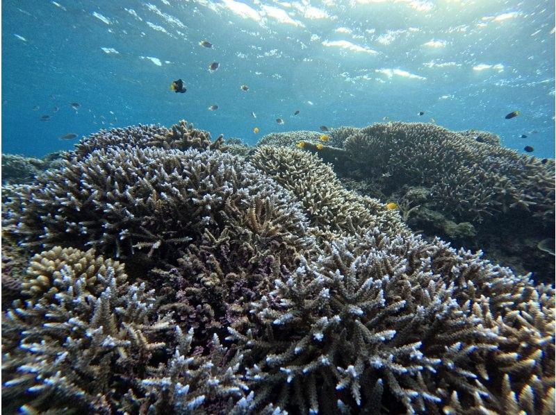 【沖縄・石垣島】少人数制初心者でも安心！幻の島上陸＆お魚珊瑚シュノーケルツアー（0歳～85歳）当日予約OK・送迎あり・ツアーデータプレゼントの紹介画像