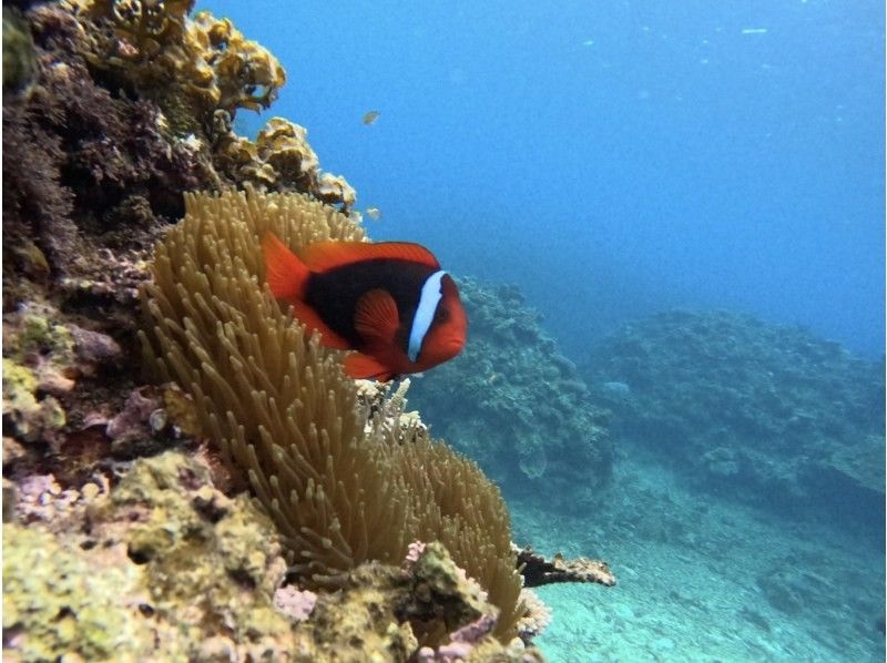 【沖縄・石垣島】少人数制初心者でも安心！幻の島上陸＆お魚珊瑚シュノーケルツアー（0歳～85歳）当日予約OK・送迎あり・ツアーデータプレゼントの紹介画像