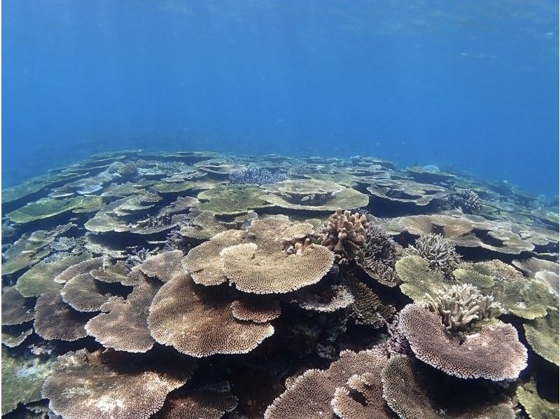 【沖縄・石垣島】少人数制初心者でも安心！幻の島上陸＆お魚珊瑚シュノーケルツアー（0歳～85歳）当日予約OK・送迎あり・ツアーデータプレゼントの紹介画像