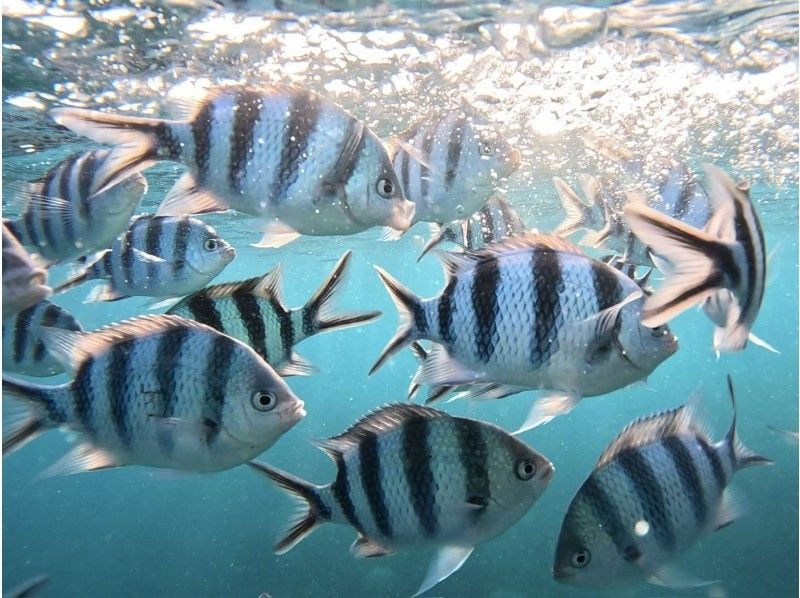 【沖縄・石垣島】少人数制初心者でも安心！幻の島上陸＆お魚珊瑚シュノーケルツアー（0歳～85歳）当日予約OK・送迎あり・ツアーデータプレゼントの紹介画像