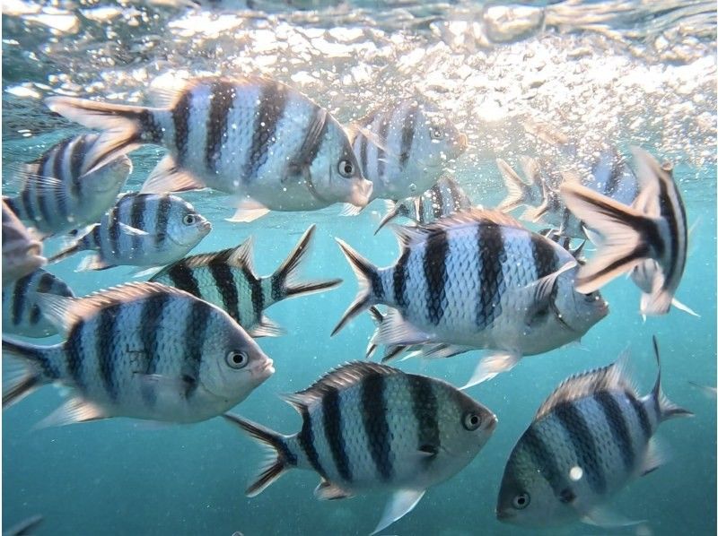 【沖縄・石垣島】少人数制初心者でも安心！幻の島上陸＆お魚珊瑚シュノーケルツアー（0歳～85歳）当日予約OK・送迎あり・ツアーデータプレゼントの紹介画像