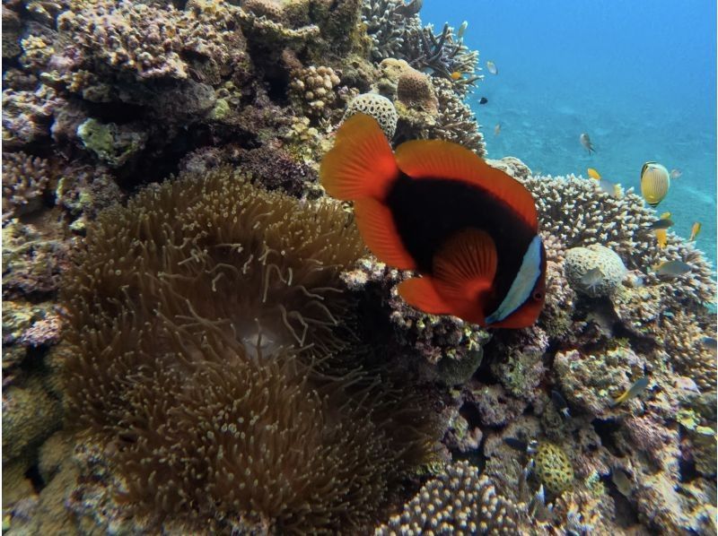 【沖縄・石垣島】少人数制初心者でも安心！幻の島上陸＆お魚珊瑚シュノーケルツアー（0歳～85歳）当日予約OK・送迎あり・ツアーデータプレゼントの紹介画像