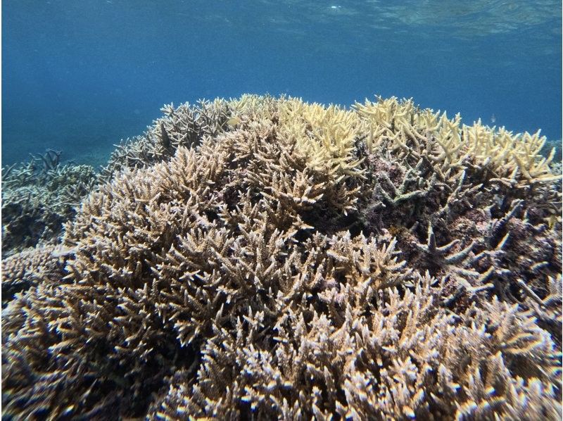 【沖縄・石垣島】少人数制初心者でも安心！幻の島上陸＆お魚珊瑚シュノーケルツアー（0歳～85歳）当日予約OK・送迎あり・ツアーデータプレゼントの紹介画像