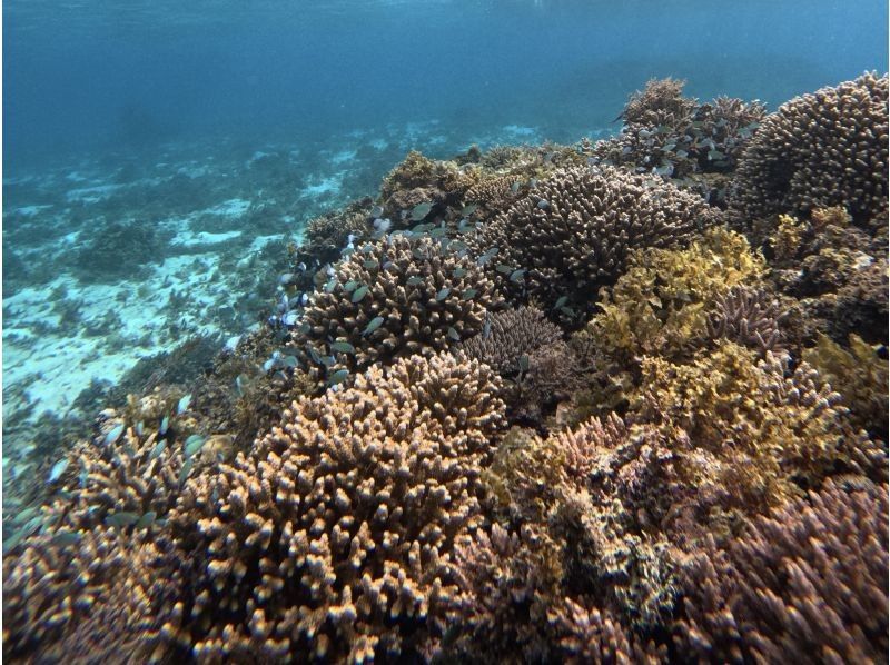 【沖縄・石垣島】少人数制初心者でも安心！幻の島上陸＆お魚珊瑚シュノーケルツアー（0歳～85歳）当日予約OK・送迎あり・ツアーデータプレゼントの紹介画像