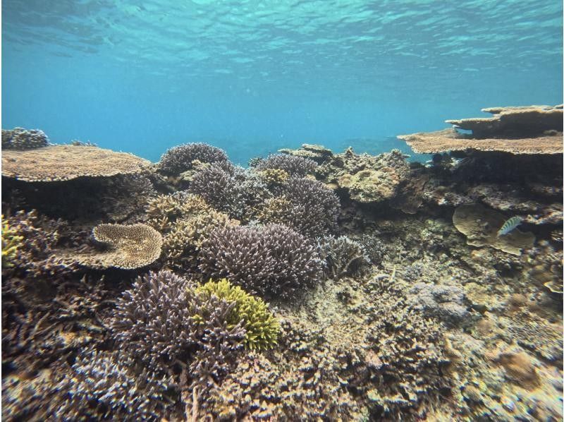 【沖縄・石垣島】少人数制初心者でも安心！幻の島上陸＆お魚珊瑚シュノーケルツアー（0歳～85歳）当日予約OK・送迎あり・ツアーデータプレゼントの紹介画像