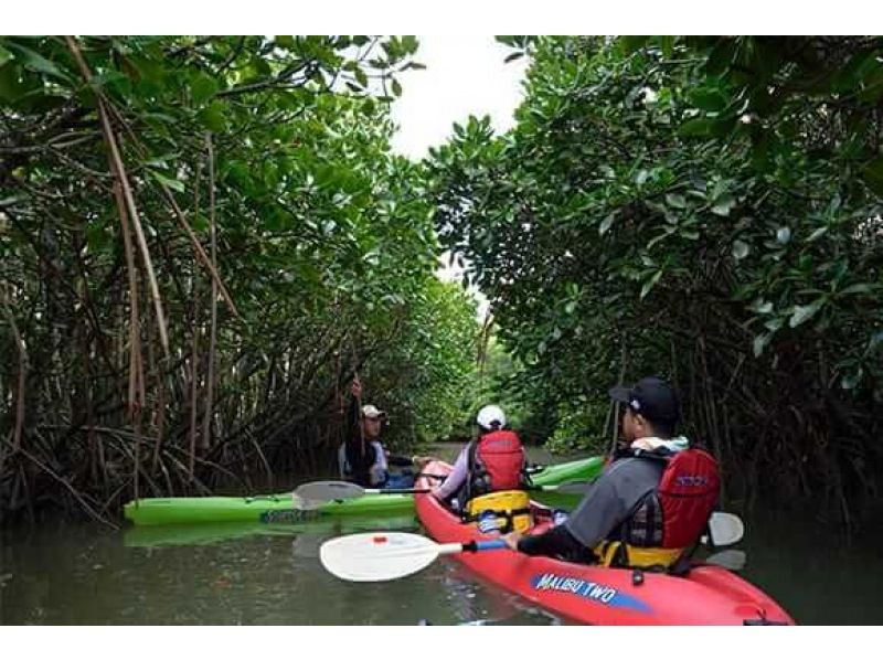 【沖縄北部・東村】マングローブカヌーツアー＜ロングコース＞の紹介画像