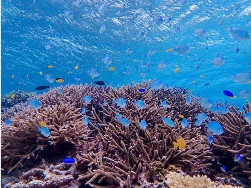 【沖縄　今帰仁村・本部】SUP or カヤック＆シュノーケル　セットプランの紹介画像