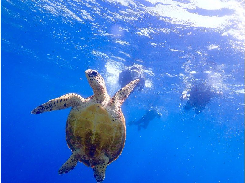 【宮古島｜ウミガメシュノーケル｜１組貸切】遭遇率100%継続中☆ドローン撮影無料プレゼント☆〜OPEN記念特典有り〜の紹介画像