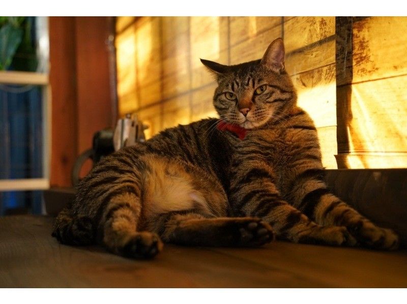 【山梨・河口湖】藍染&times;シルクスクリーン体験｜世界に1枚のオリジナル手ぬぐい・Tシャツの紹介画像