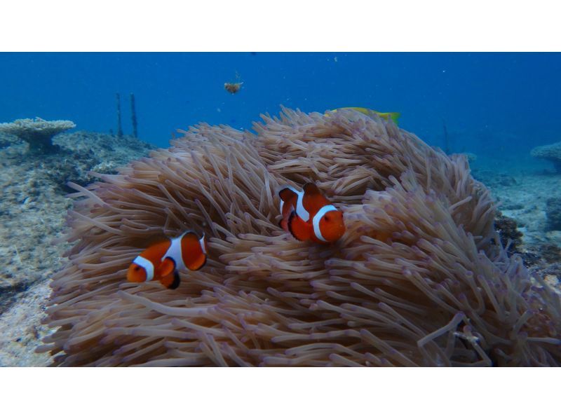 【沖縄・青の洞窟】インストラクター貸し切り！シュノーケリング＆体験ダイビングツアー〈カップル・ご夫婦・友達2名様限定！オプション代全て込み〉の紹介画像