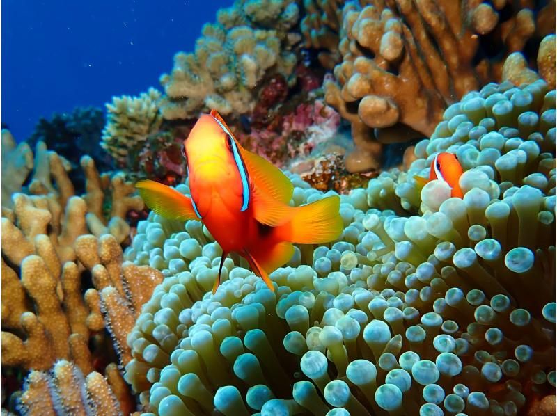 【沖縄・青の洞窟】インストラクター貸し切り！シュノーケリング＆体験ダイビングツアー〈カップル・ご夫婦・友達2名様限定！オプション代全て込み〉の紹介画像