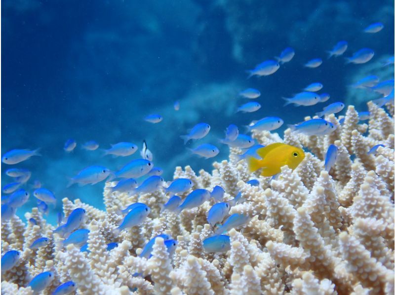 【沖縄・青の洞窟】インストラクター貸し切り！シュノーケリング＆体験ダイビングツアー〈カップル・ご夫婦・友達2名様限定！オプション代全て込み〉の紹介画像