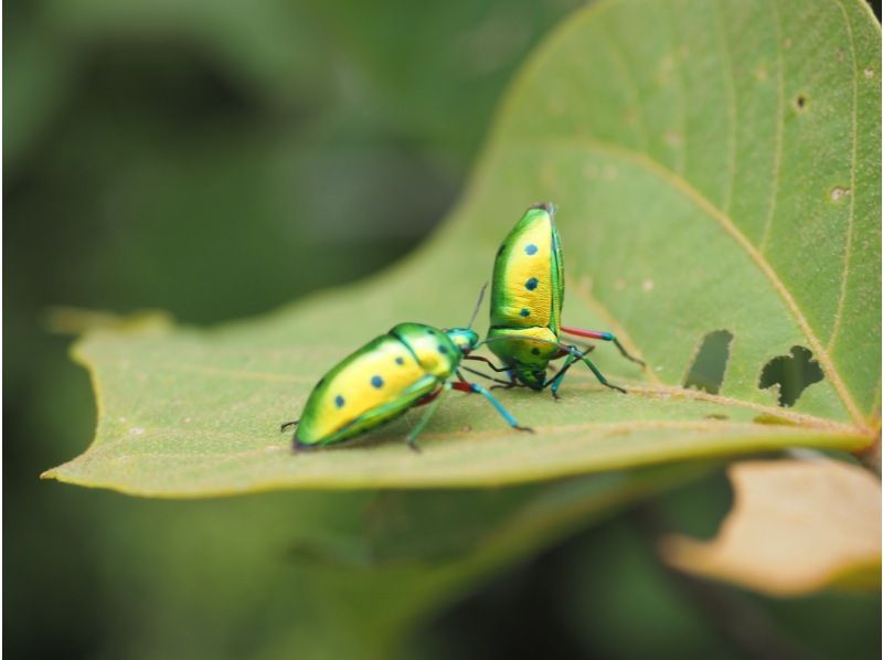 【沖縄・西表島】虫に詳しい「虫にぃにぃ」と行く昆虫＆生物観察のマニアックツアー！マングローブカヌー＆トレッキングで希少生物との出会いを提供の紹介画像