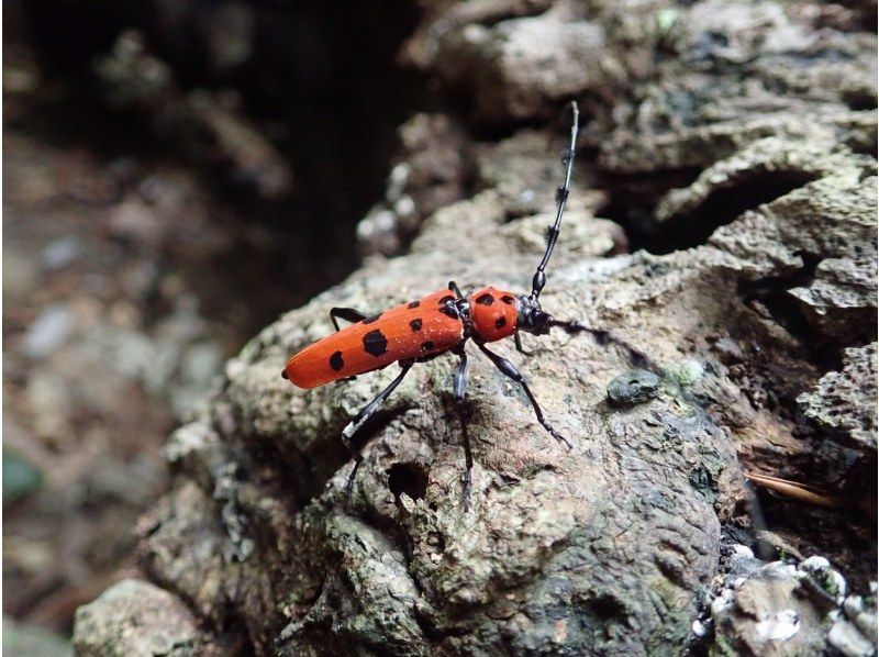 【沖縄・西表島】虫に詳しい「虫にぃにぃ」と行く昆虫＆生物観察のマニアックツアー！マングローブカヌー＆トレッキングで希少生物との出会いを提供の紹介画像