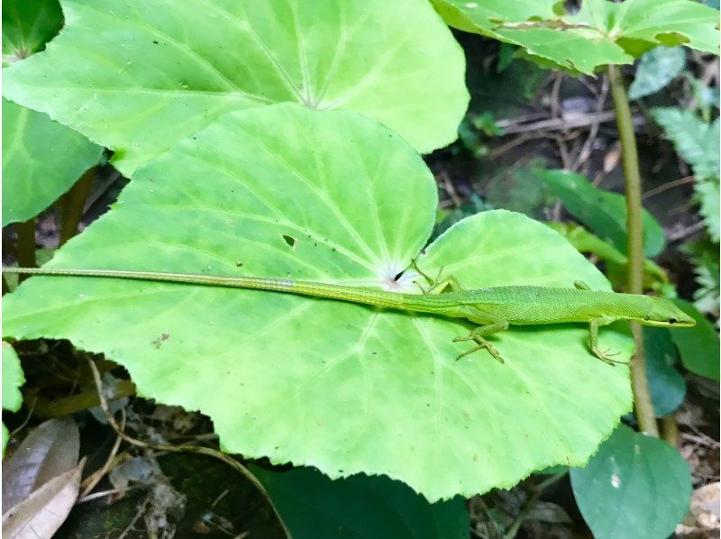 【沖縄・西表島】虫に詳しい「虫にぃにぃ」と行く昆虫＆生物観察のマニアックツアー！マングローブカヌー＆トレッキングで希少生物との出会いを提供の紹介画像