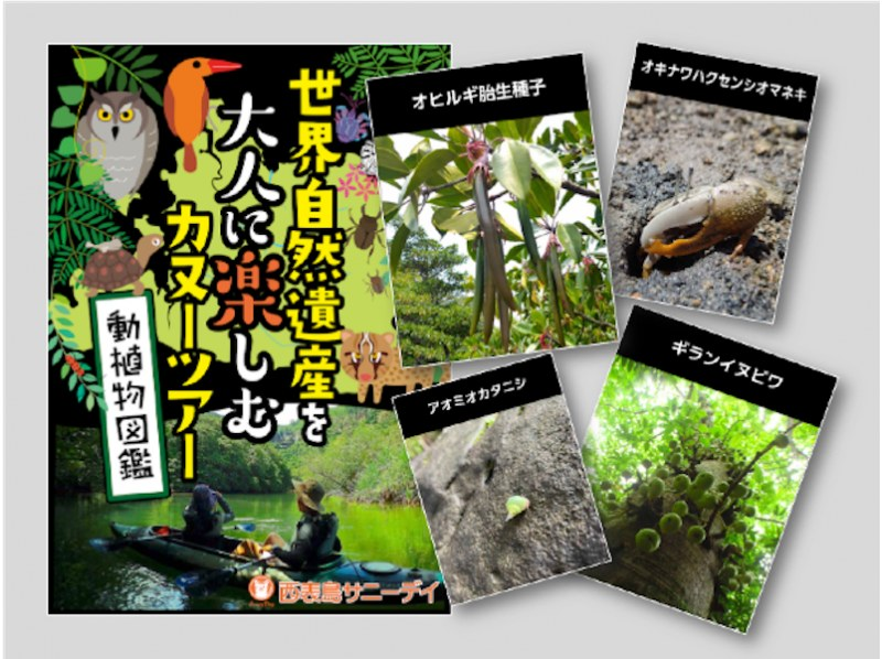 【沖縄・西表島】50歳以上限定カヌー＆トレッキング！落ち着いた雰囲気で楽しむ世界自然遺産ピナイサーラの滝・ネイチャーラグジュアリーツアーの紹介画像