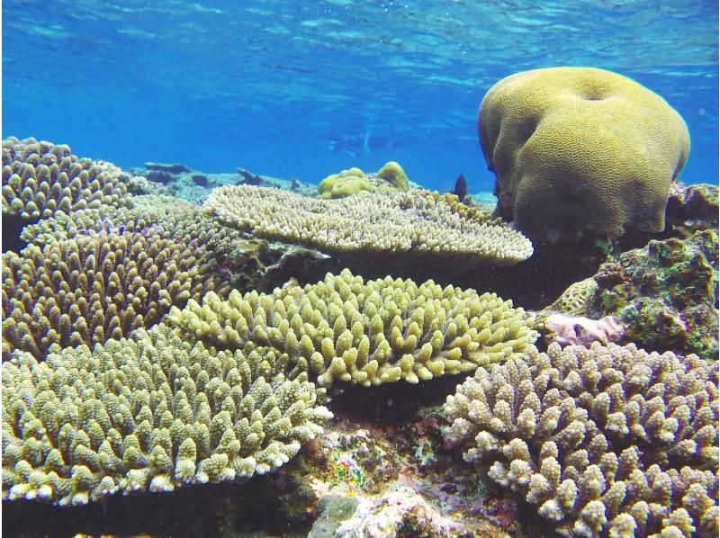 【4月～6月那覇三重城港発】ちょうどイイ季節！ナガンヌ島上陸フリープラン！の紹介画像