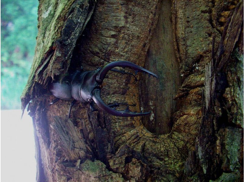 【立川】21時〜（2番目に捕獲可能な時間、少人数）＊家族向け＊ミッドナイトツアー、カブトムシクワガタ探検！6月〜8月限定開催の紹介画像