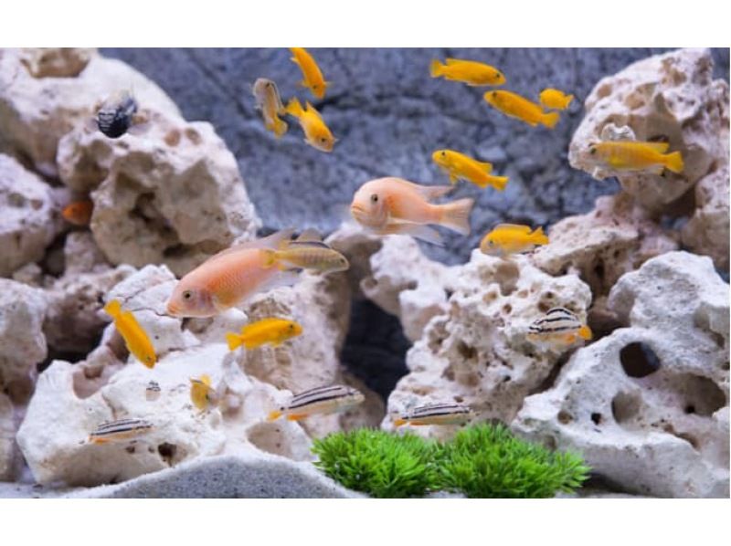 【神奈川・都筑区】＊子供預かり＊日帰りツアー、カブトムシクワガタ探検、川で熱帯魚も探すよ、鶴見川で川魚ガサガサ体験、馬鹿長靴無料レンタルの紹介画像