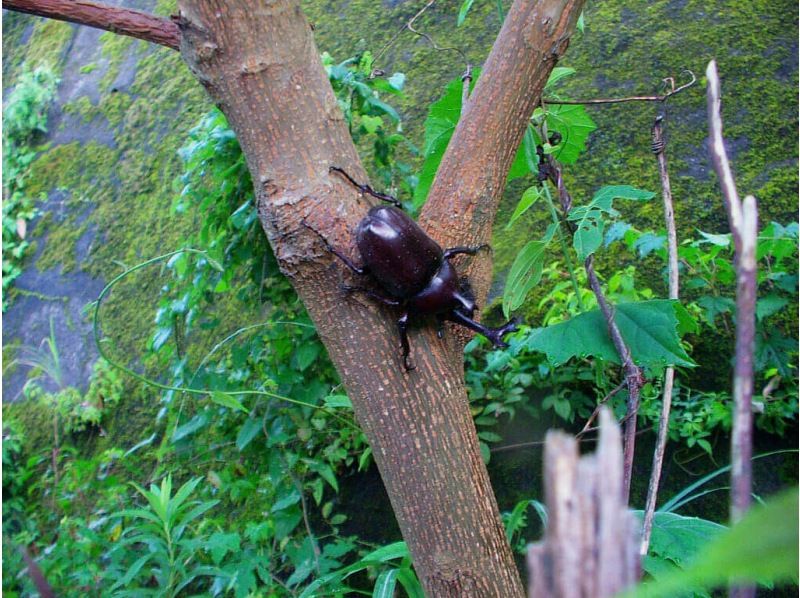【神奈川・都筑区】＊子供預かり＊日帰りツアー、カブトムシクワガタ探検、川で熱帯魚も探すよ、鶴見川で川魚ガサガサ体験、馬鹿長靴無料レンタルの紹介画像