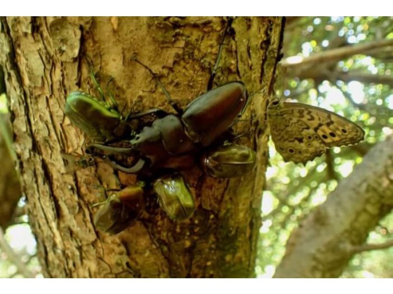 【神奈川・都筑区】＊子供預かり＊日帰りツアー、カブトムシクワガタ探検、川で熱帯魚も探すよ、鶴見川で川魚ガサガサ体験、馬鹿長靴無料レンタルの紹介画像