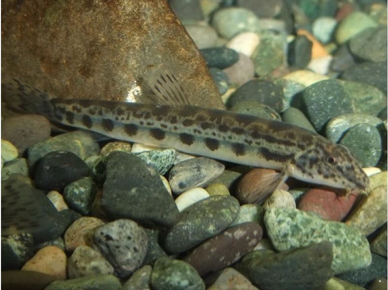 【神奈川・都筑区】＊子供預かり＊日帰りツアー、カブトムシクワガタ探検、川で熱帯魚も探すよ、鶴見川で川魚ガサガサ体験、馬鹿長靴無料レンタルの紹介画像